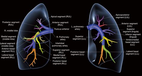 Pulmonary Vascular Anatomy And Anatomical Variants Kandathil