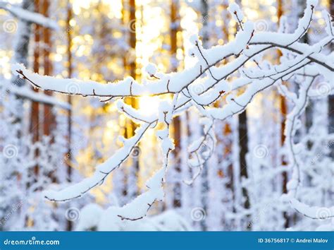 Sunrise In Winter Forest Stock Image Image Of Snow Light 36756817