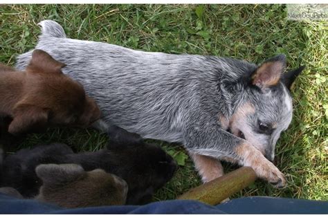 The australian cattle dog is intelligent and willing to work. Puppies For Sale Near Me Facebook