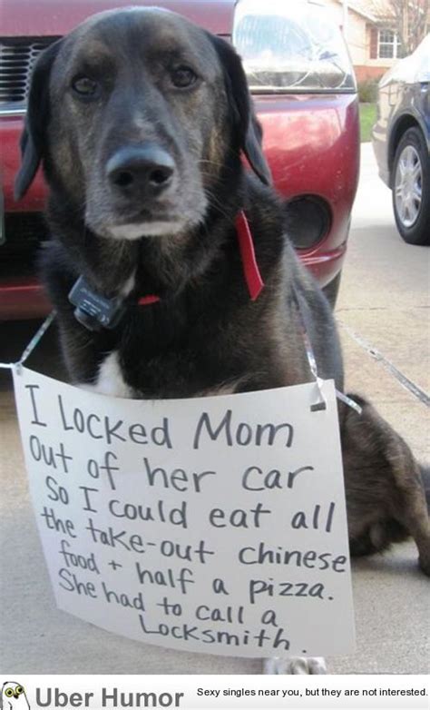 Hilarious Dog Shaming Funny Pictures Quotes Pics Photos Images