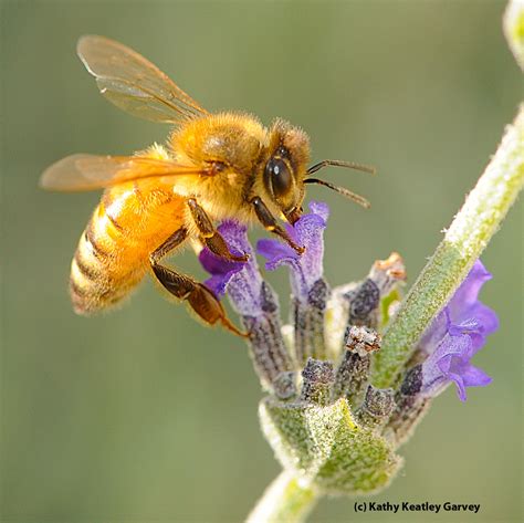 Flower Lovers The Bees Bug Squad Anr Blogs