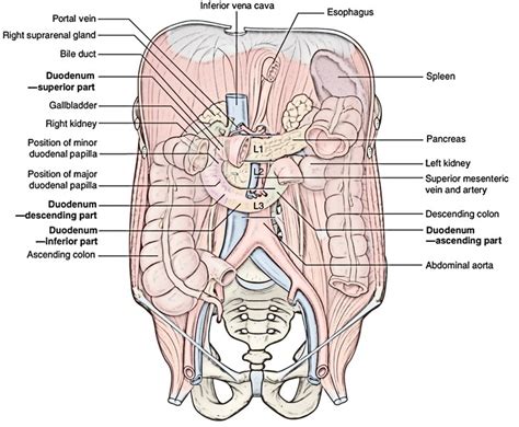 It is about 20ft or 6metres long. Easy Notes On 【Small Intestine】Learn in Just 4 Minutes! - Earth's Lab