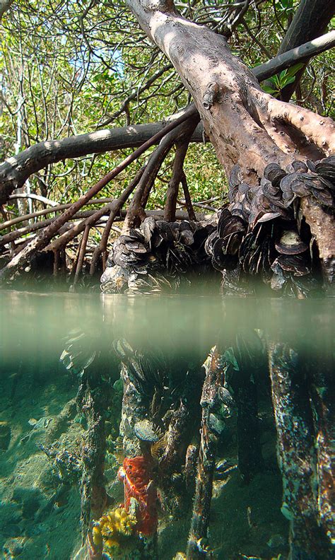 The water in sweat helps to keep the body cool in hot conditions, and it contains salts and urea. Mangroves - Virgin Islands National Park (U.S. National ...