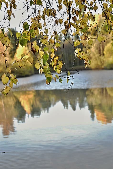 Free Images Tree Nature Branch Blossom Sunlight Morning Leaf