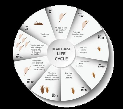 The Head Lice Life Cycle Lice Clinics Of America Texas Lice Removal