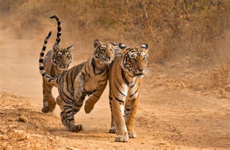 Where To See Tigers In The Wild Ethically Flight Centre Travel Blog