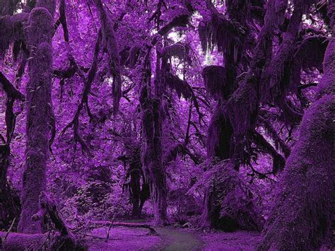 Fairyland Beautiful Tree Forest Wallpapers Purple Forest