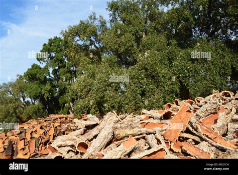Cork Bark Pile Hi Res Stock Photography And Images Alamy