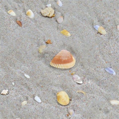 The Best Shelling Beaches In Florida Coastal Wandering