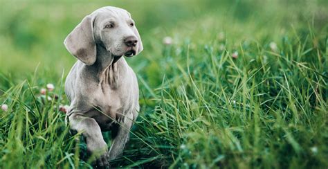 Weimaraner Dog Breed Information Breed Advisor