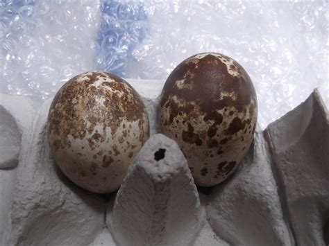 Osprey Eggs 27th June Scottish Wildlife Trust