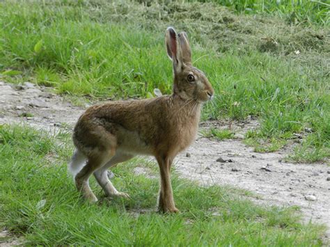 Le Lièvre Européen Photo Et Image Animaux Animaux Sauvages Lièvre