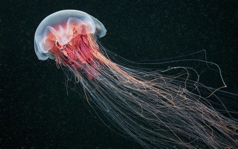 A space jellyfish (or jellyfish ufo; jellyfish, Nature, Sea, Animals Wallpapers HD / Desktop ...