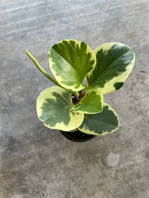 Rare Variegated Baby Rubber Plant Peperomia Obtusifolia Live Etsy