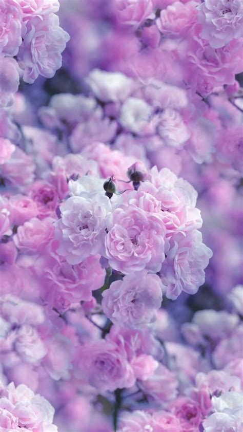 Purple Flower Wallpaper En