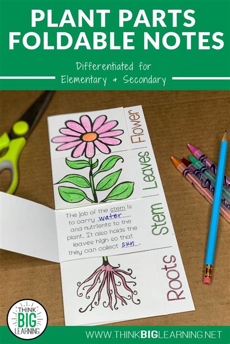 Plant Parts Foldable Notes Diagram And Functions Sort Activity