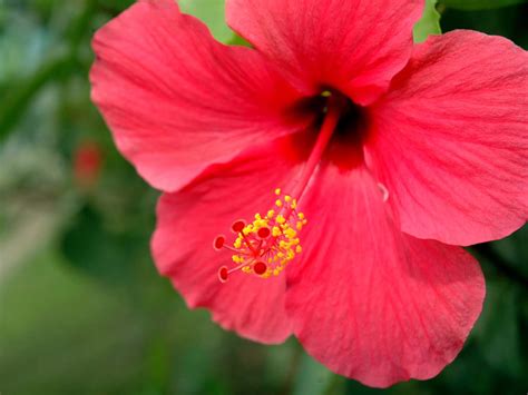 We did not find results for: Red flowers for your garden - Saga