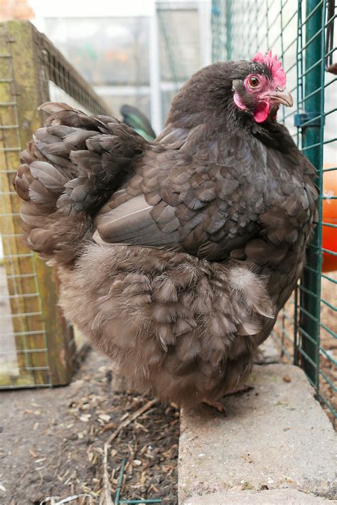 Orpington For Sale Chickens Breed Information Omlet