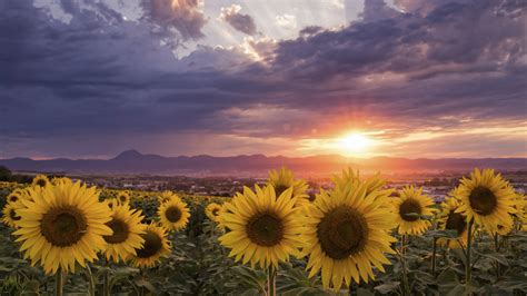 Sunflowers During Sunrise 4k Hd Flowers Wallpapers Hd Wallpapers Id