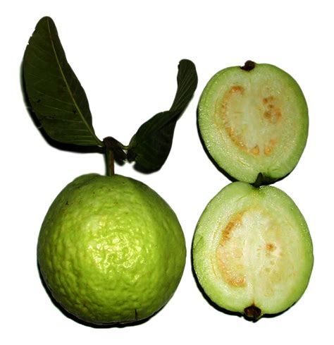 Filepsidium Guajava Fruit Wikimedia Commons