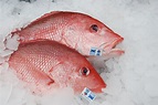 We Can All Agree on Healthy Red Snapper Populations in the Gulf ...