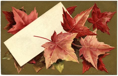 Free Fall Leaves Images The Graphics Fairy