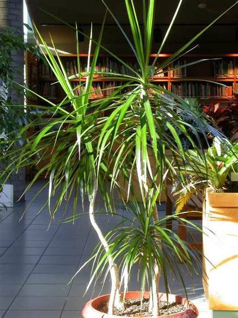 Indoor Palm Images Which Are The Typical Types Of Palm Trees