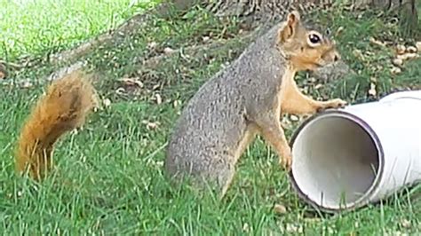 Squirrel With A Cute Wiggle Youtube