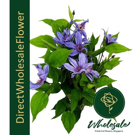 Grow clematis plants on walls and trellises for beautiful and useful displays. Clematis - Flower Wholesale in Singapore