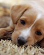 foto di cuccioli di cane - Cuccioli Cani