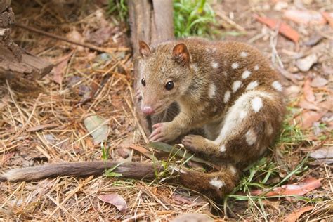 Image Of Spotted Quoll Austockphoto