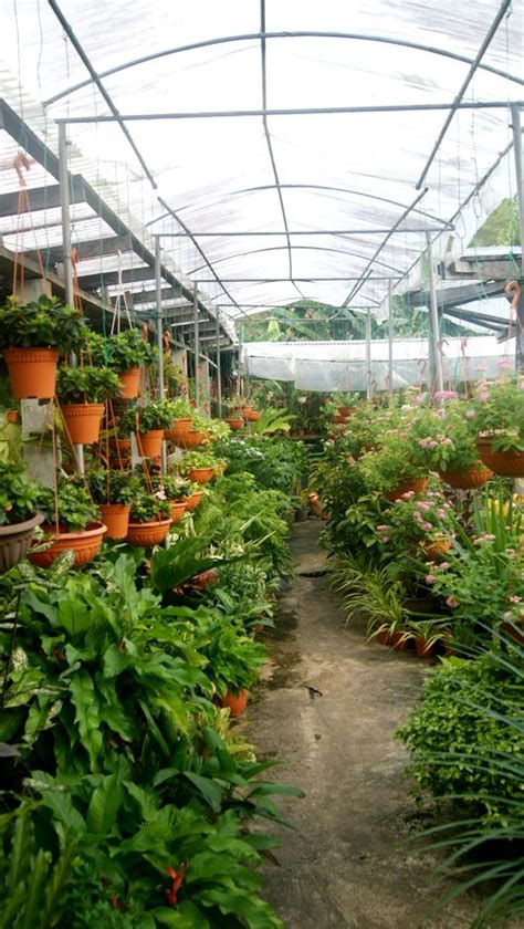 20 Plant Nursery Background Images