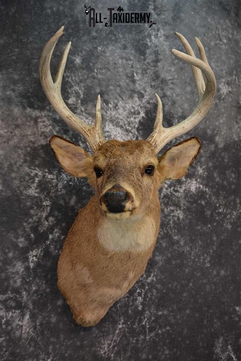 Whitetail Deer Head Taxidermy Mount Vintage 8 Point Sku 1537 All