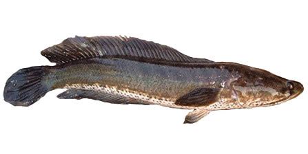 Pati ikan haruan harwany untuk pembelian : Kebaikan 5 Produk Pati Ikan Haruan Ini - Ceriasihat