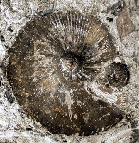 Rare Jurassic Fossil Reveals Never Before Seen Ammonite Muscles In 3d