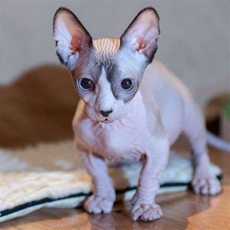Sphynx Cats Not Currently Available In Milwaukee Catsinfo