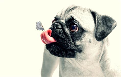 Wallpaper Animal Butterfly Dog Pug Puppy Puppy Dog Butterfly