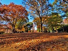 秋の上野公園 | アットロードサイド