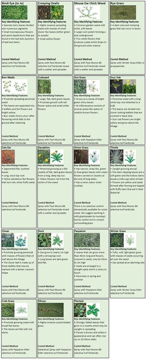 Update 94 About Weeds Identification Chart Australia Hot Nec