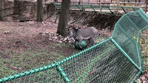Zebra Plays With Ball Youtube