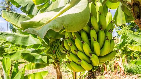 Bananen: Pilzkrankheit auf Planagen führt zur weltweiten Krise