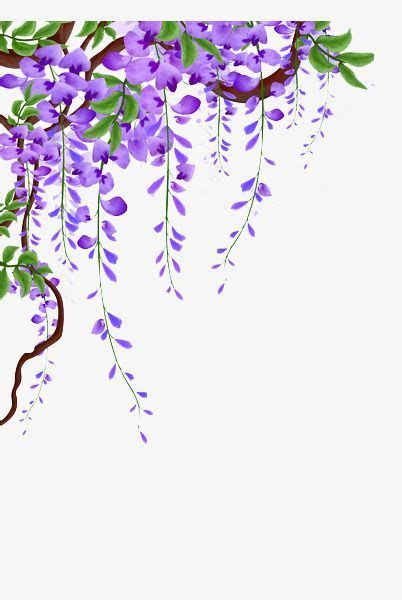Wisteria Vines Picture Material Wisteria Flower Vine Flowers Png