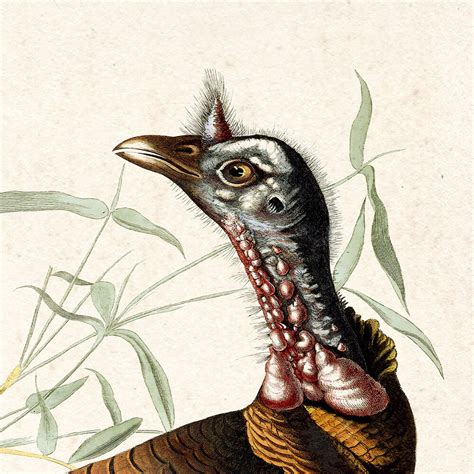 wild turkey audubon art plate 1 — audubon art prints