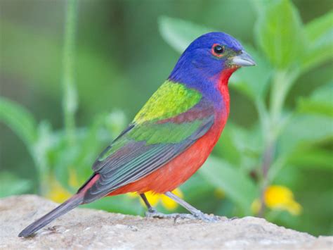 14 Of The Most Colorful Birds In The Entire World Nature Babamail