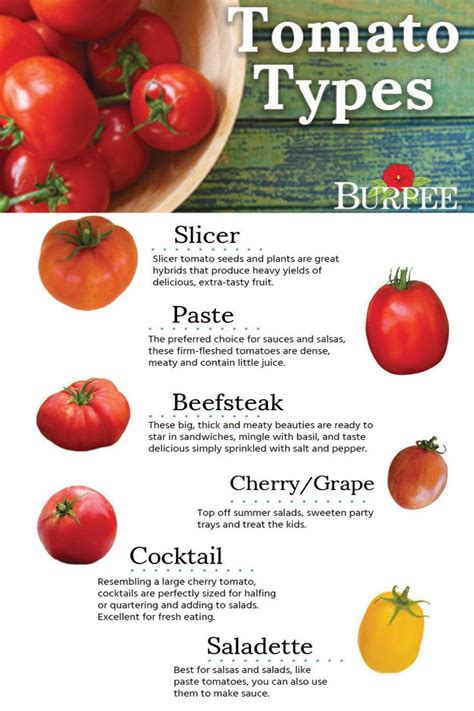 Sort this chart to compare our selection of indeterminate tomato varieties and choose those that best suit your needs. Want a tomato for a salad? sandwich? sauce? Make sure you ...