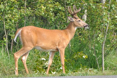 Eight Point Buck In Velvet John J Schelling Flickr