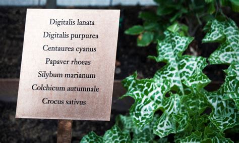 A Medicinal Herb Garden Takes Root On The Grounds Of A Global