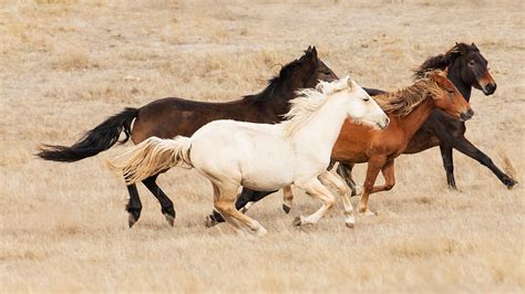 Brumby Horses Bing Wallpaper Download