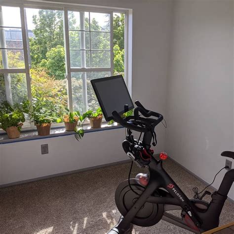 The Best Plants For Your Home Gym In 2021 Home Gym Gym Cool Plants