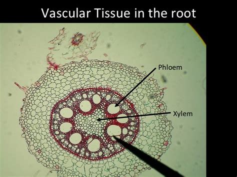 Introducing Vascular Tissue